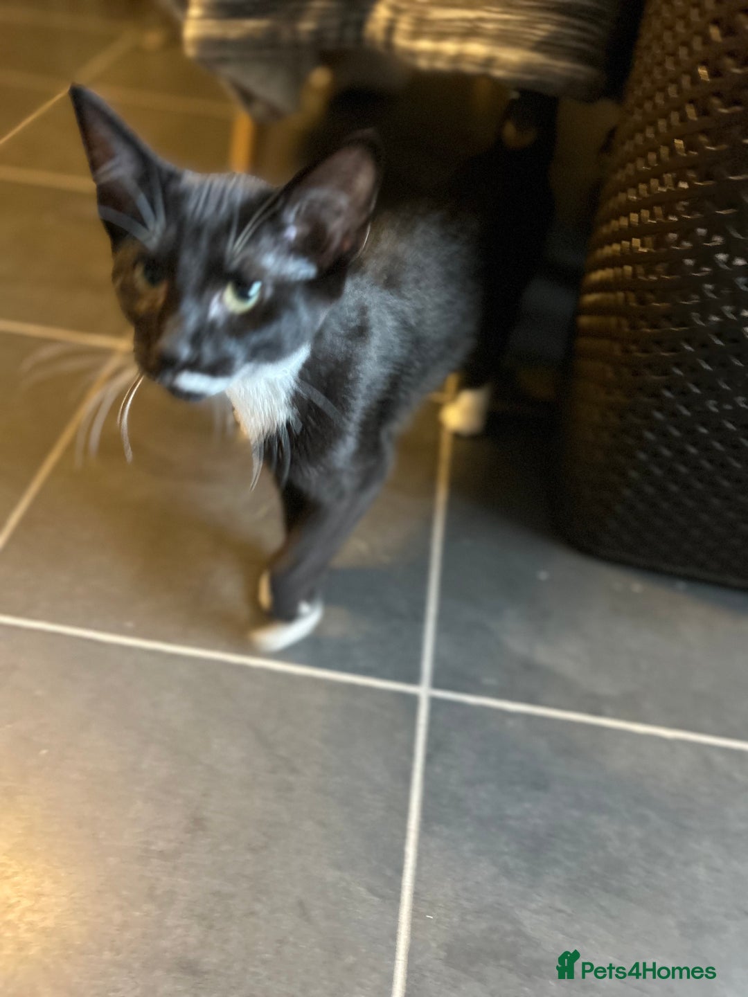 Mixed Breed cats for sale: 3kittens 5months 1male 10months 1 female 10month - Image 7