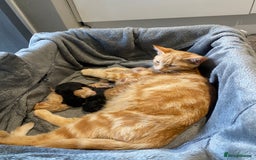 Mixed Breed cats for sale: Beautiful ginger tabby kittens - Image 4