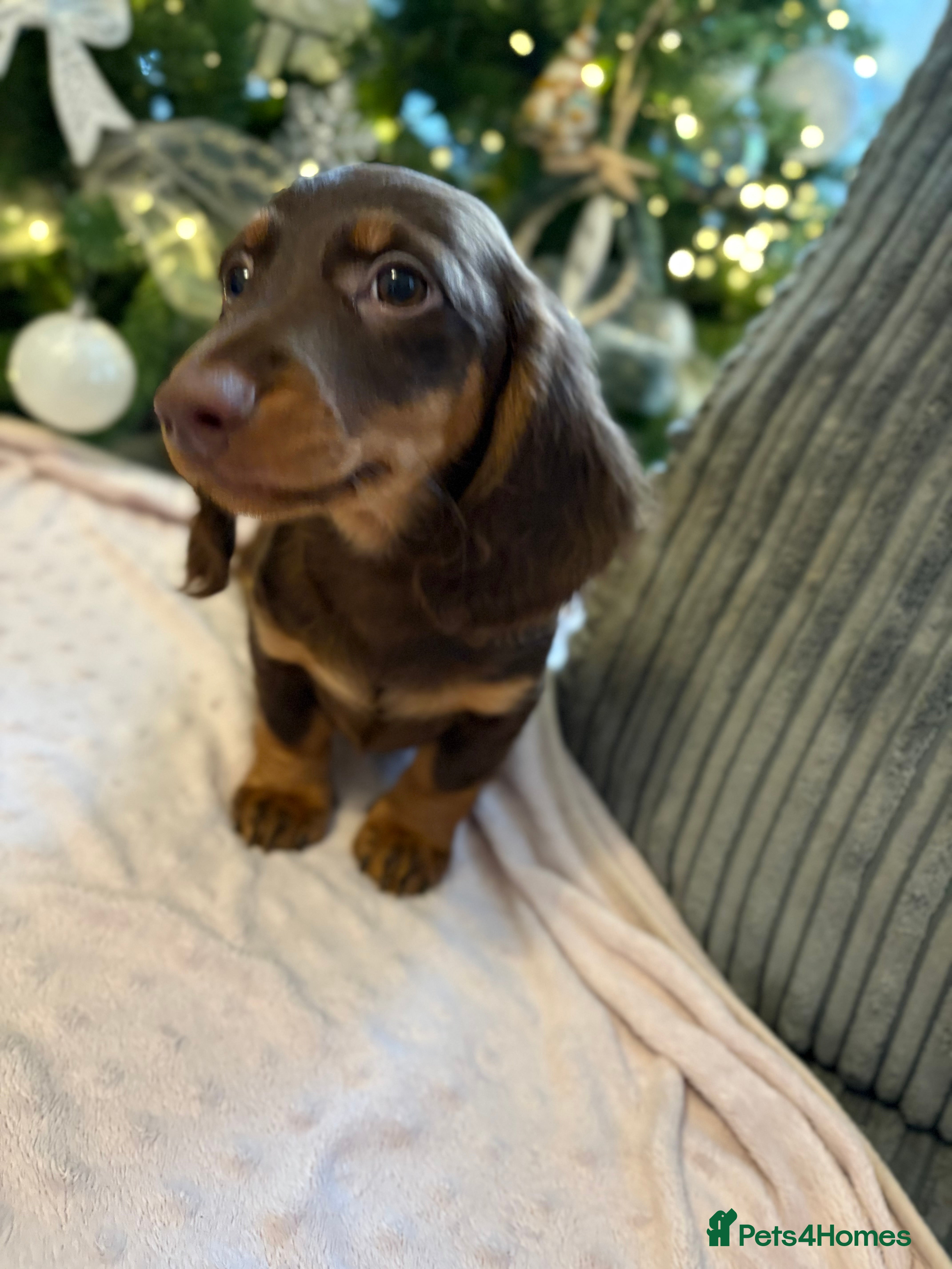 Miniature Dachshund dogs Beautiful Miniatire Dachshunds  - Advert 12