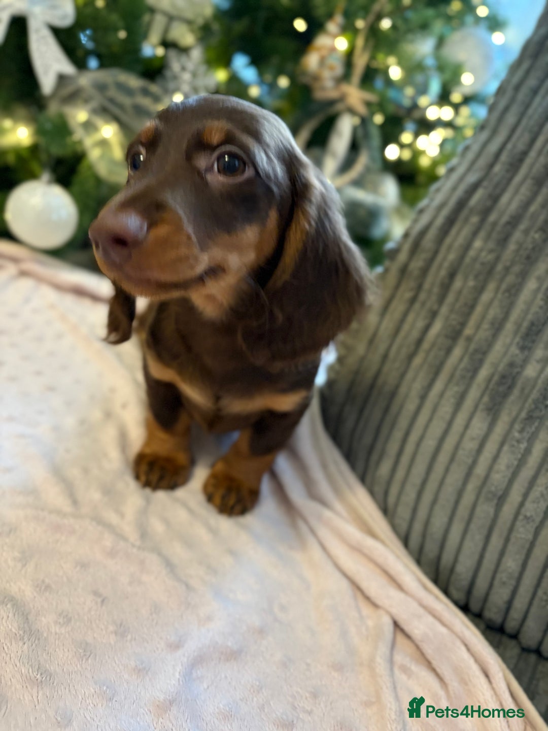 Miniature Dachshund dogs for sale: Beautiful Miniatire Dachshunds  - Advert 1