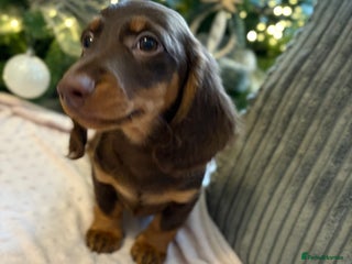 Miniature Dachshund dogs Beautiful Miniatire Dachshunds - Advert 2