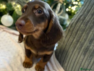 Miniature Dachshund dogs Beautiful Miniatire Dachshunds - Advert 6