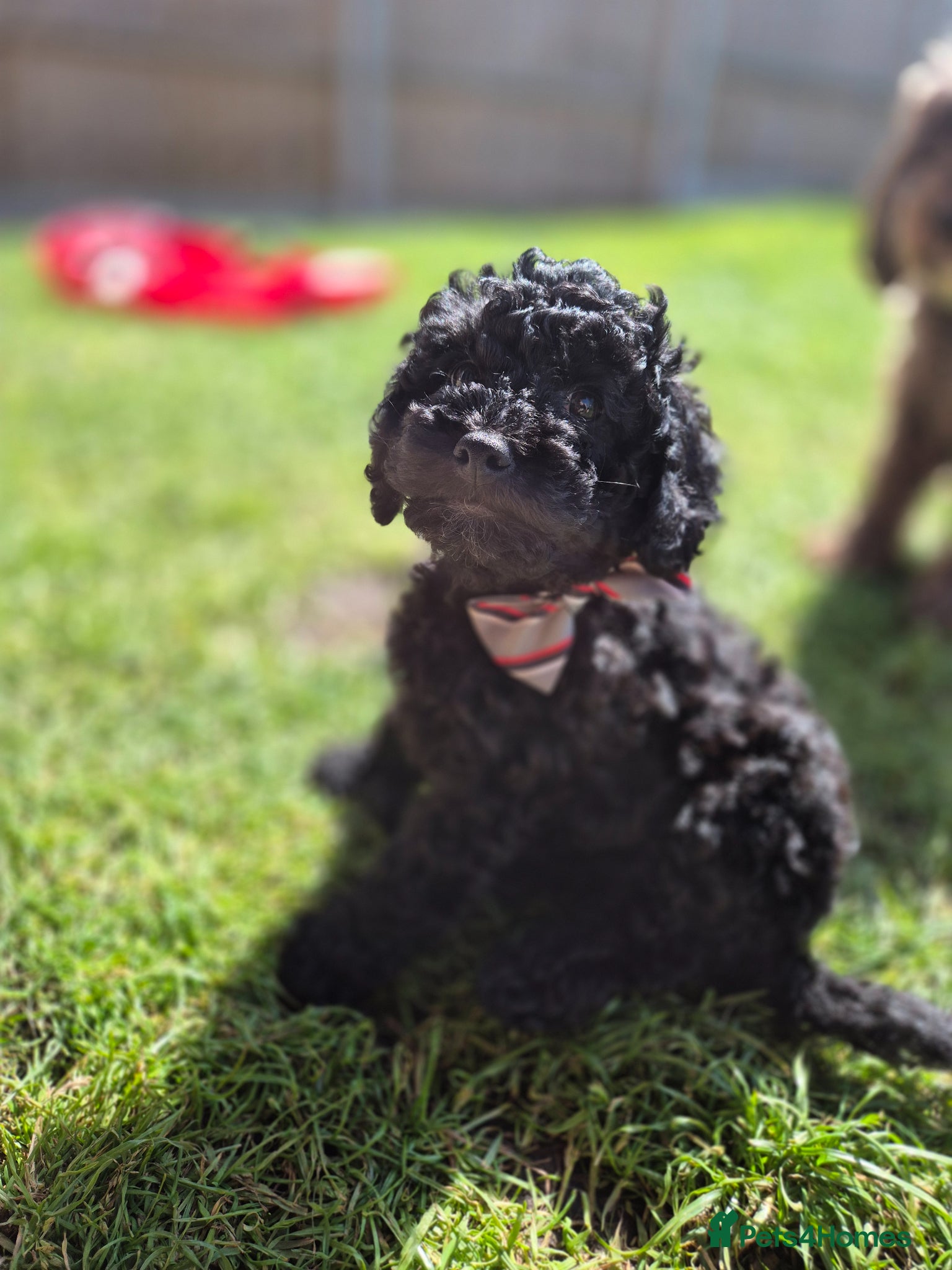 Cockapoo dogs Only one ♀️ remaining Adorable F1bb Cockapoo Pups  - Advert 1