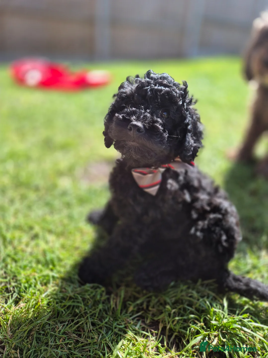 Cockapoo dogs for sale: Only one ♀️ remaining Adorable F1bb Cockapoo Pups  - Advert 1