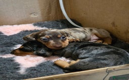 Miniature Dachshund dogs for sale: Stunning Silver dapple miniature boy - Image 8