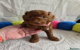 Goldendoodle dogs for sale: 👑Superb Rare Toy/Mini Deepest Red Goldendoodles👑 - Image 3