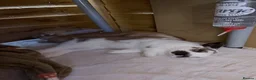 Mixed Breed rabbits for sale: 2 male bonded pair rabbits  - Advert 5