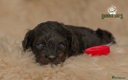 Cavapoo dogs for sale: DonnaJay’sCelebrityK9s EXCELLENT Trustpilot,Google - Advert 11