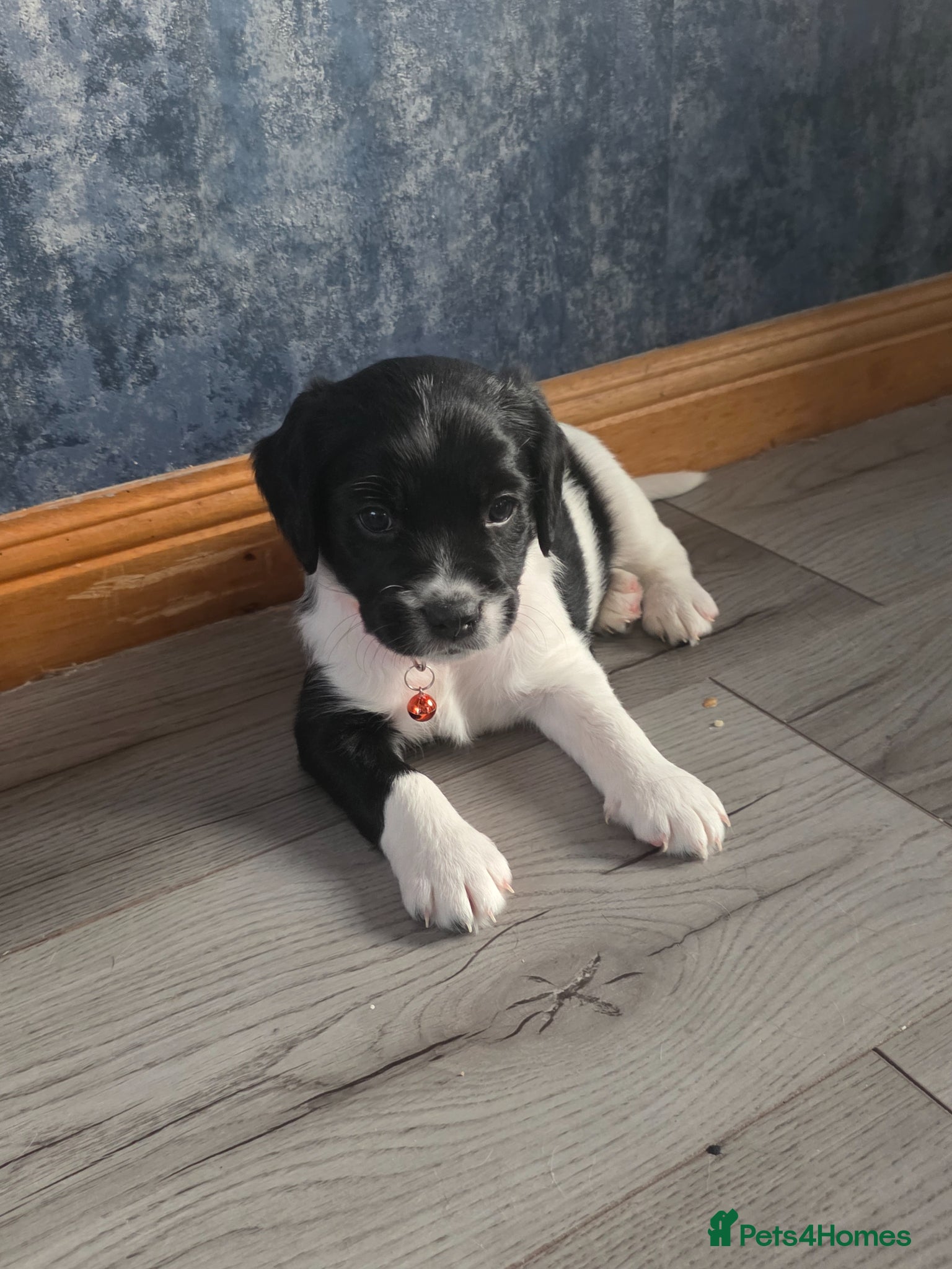 Mixed Breed dogs Beautiful king charles x pringer spaniel  - Advert 5