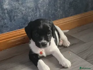 Mixed Breed dogs Beautiful king charles x pringer spaniel - Advert 5