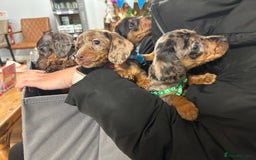 Miniature Dachshund dogs for sale: Miniature dashound puppies 💕💙  - Image 1
