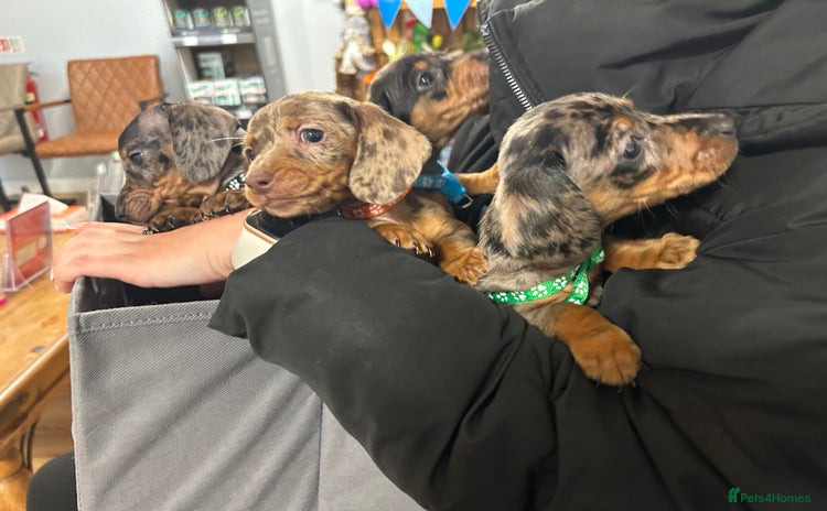 Miniature Dachshund dogs - Advert 1