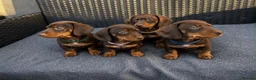 Miniature Dachshund dogs for sale: Exceptional Miniature Dachshund Puppies  in Romford - Advert 4