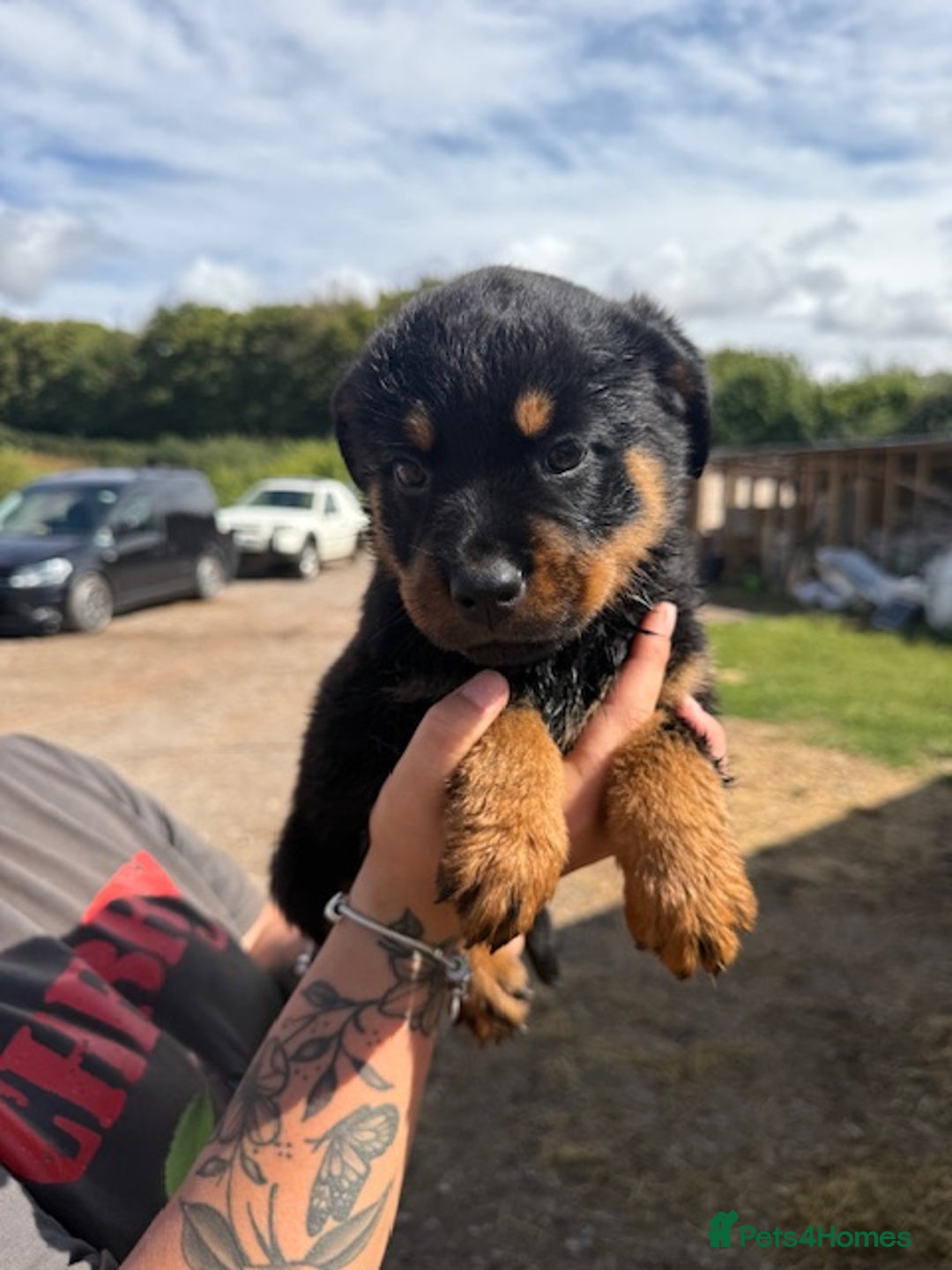Rottweiler dogs for sale: beautiful pedigree rottweilers  - Image 7