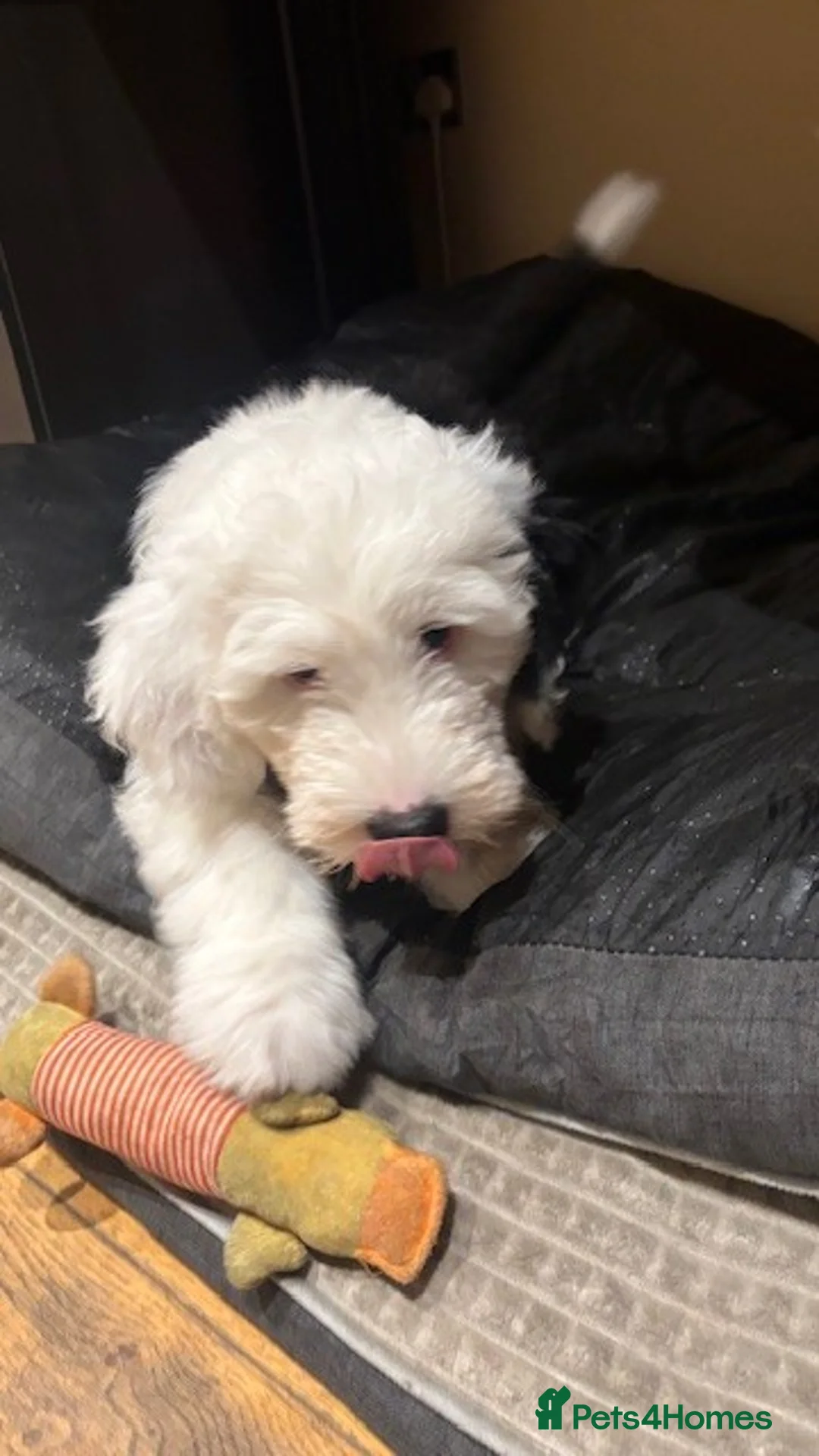 Old English Sheepdog dogs for sale: Kennel Club Registered Old English Sheepdog Pups - Advert 5