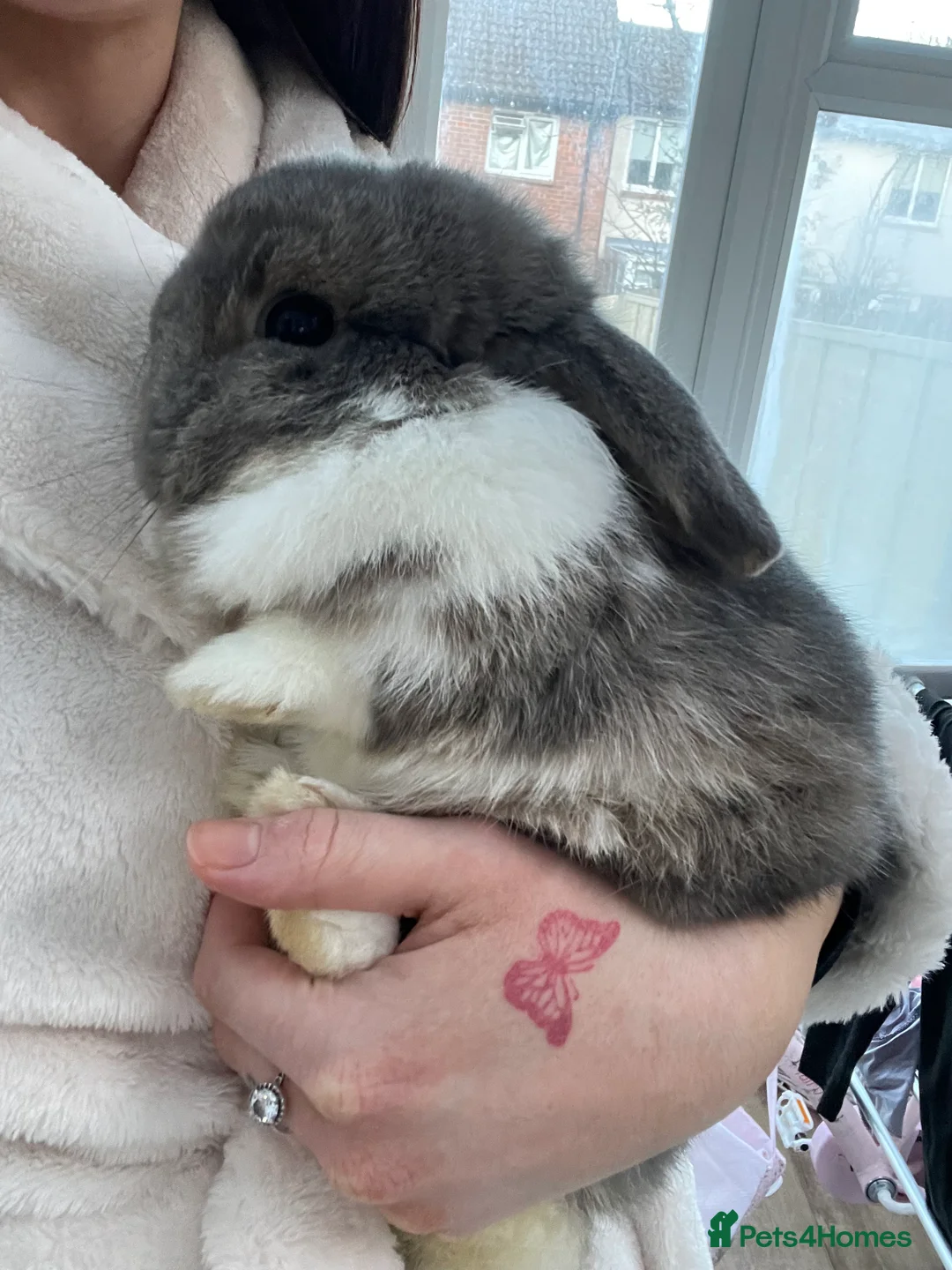 English Lop rabbits for sale: Bunny for Sale  - Advert 2