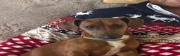 Mixed Breed dogs for sale: 5 Beautiful pups  in Stratford-upon-Avon - Advert 14