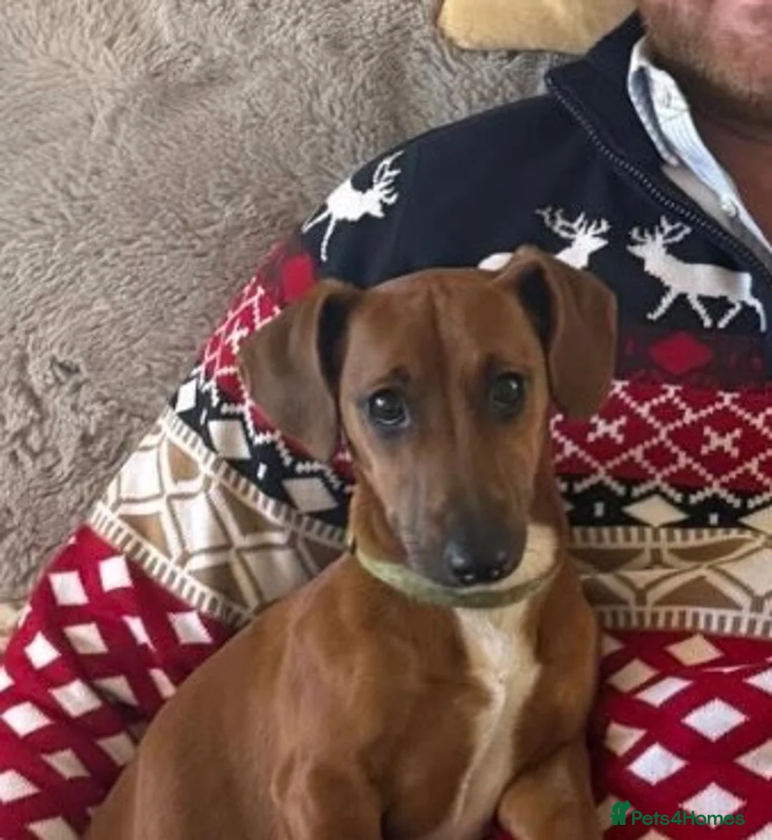 Mixed Breed dogs for sale: 5 Beautiful pups  in Stratford-upon-Avon - Advert 14
