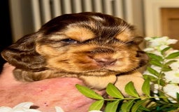 Cocker Spaniel dogs for sale: Stunning Show Cocker Spaniel Puppies - Image 6