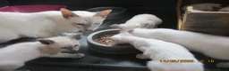 Siamese cats for sale: siamese kittens - Advert 8