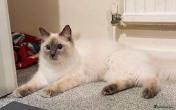 Ragdoll cats for sale: Our Lovely Girl – Looking for a Forever Home - Image 3