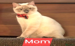 Ragdoll cats for sale: Adorable kittens Ragdoll for sale  - Image 1