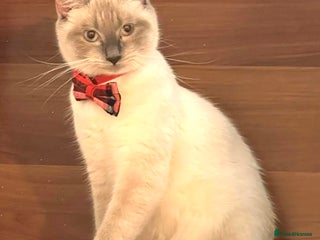 Ragdoll cats for sale - Advert 1