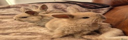 Mini Lop rabbits for sale: Mini lop baby boys ready now.  - Advert 1