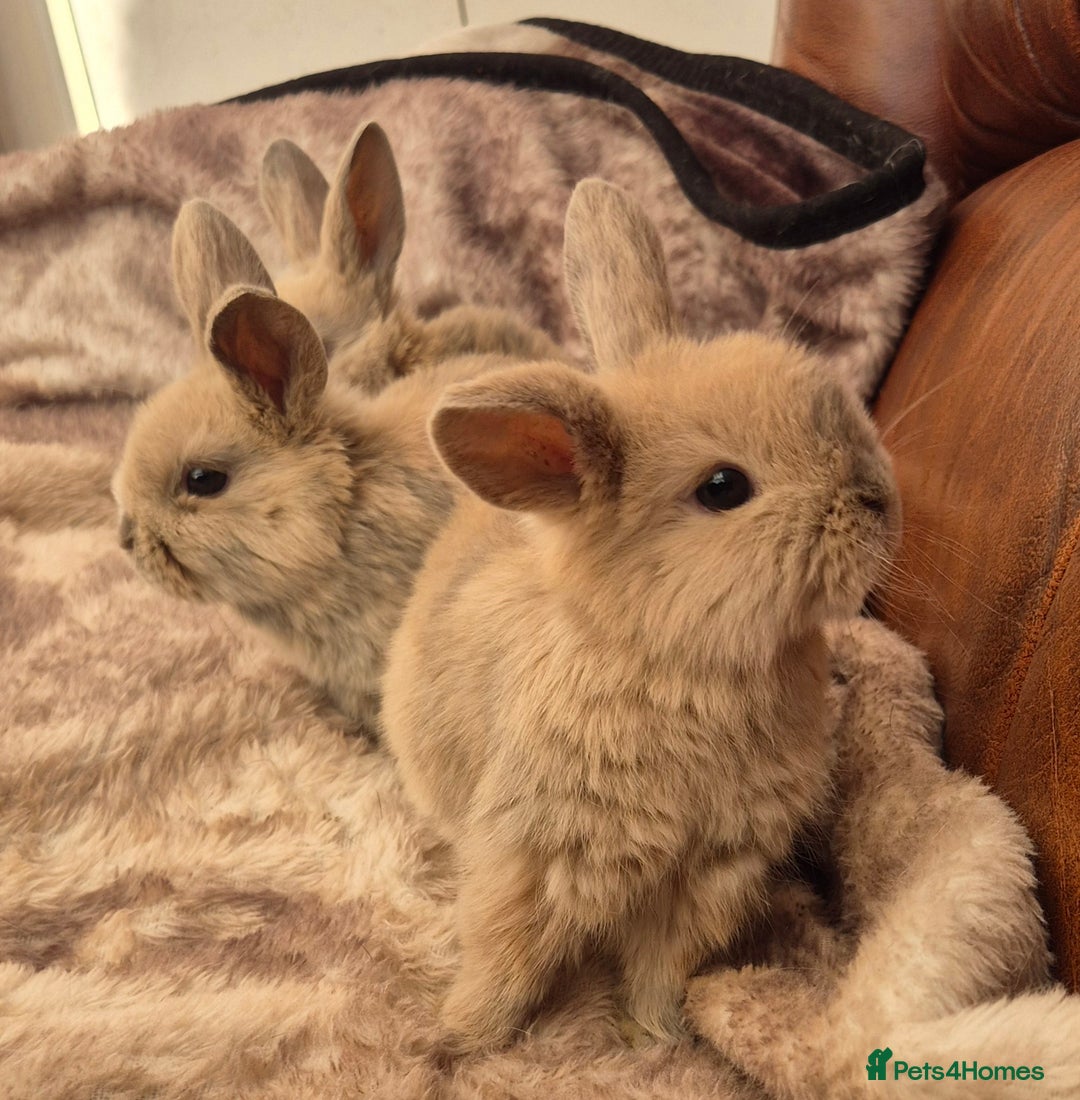 Mini Lop rabbits for sale: Mini lop baby boys ready now.  - Advert 1