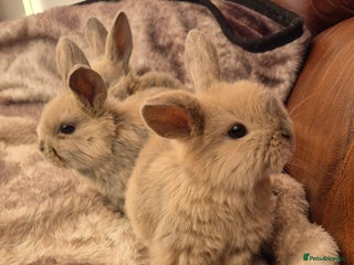 Mini Lop rabbits Mini lop baby boys ready now. - Advert 1