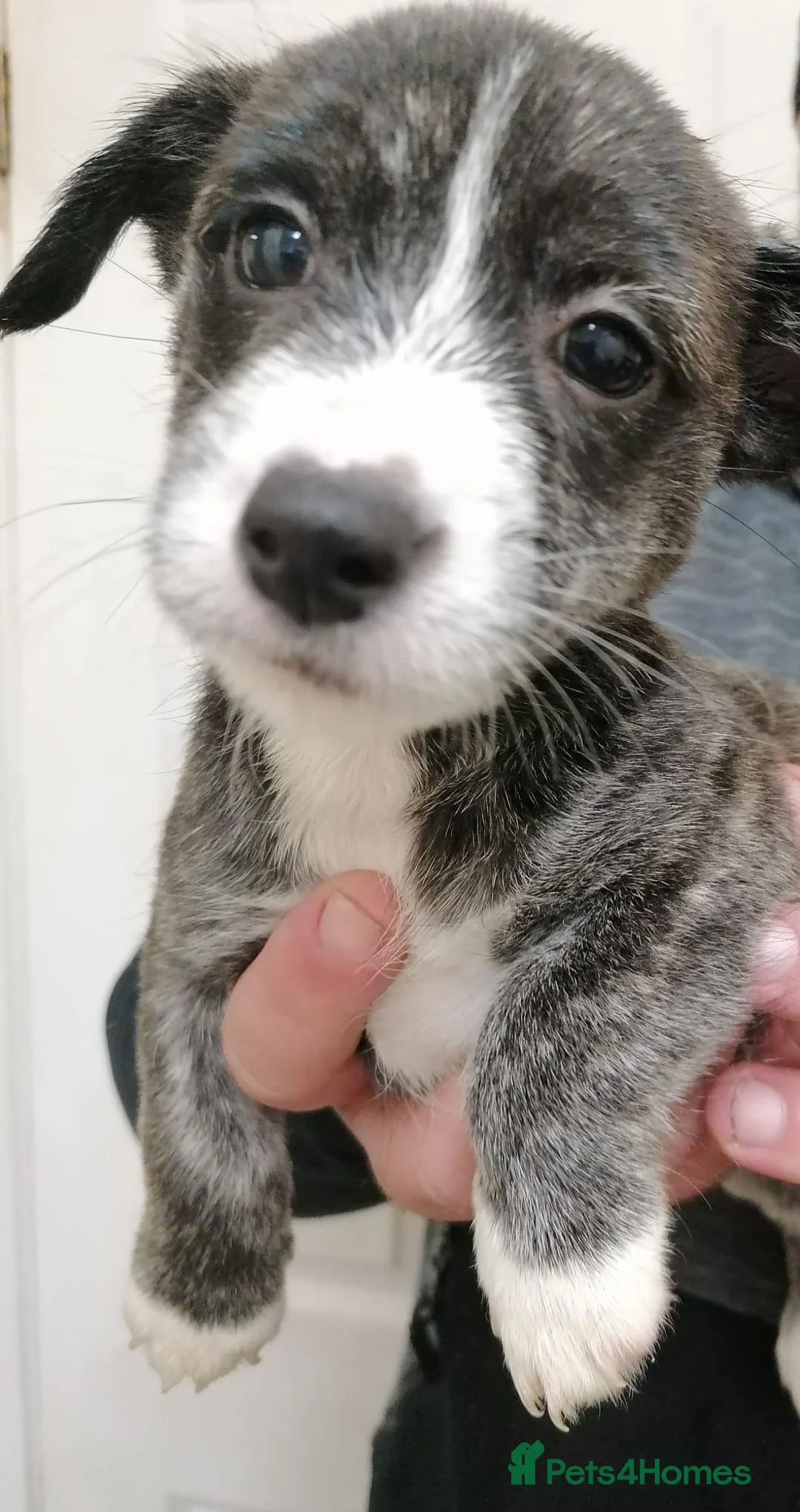 Mixed Breed dogs for sale: Stunning Westiejack Pups  - Advert 2