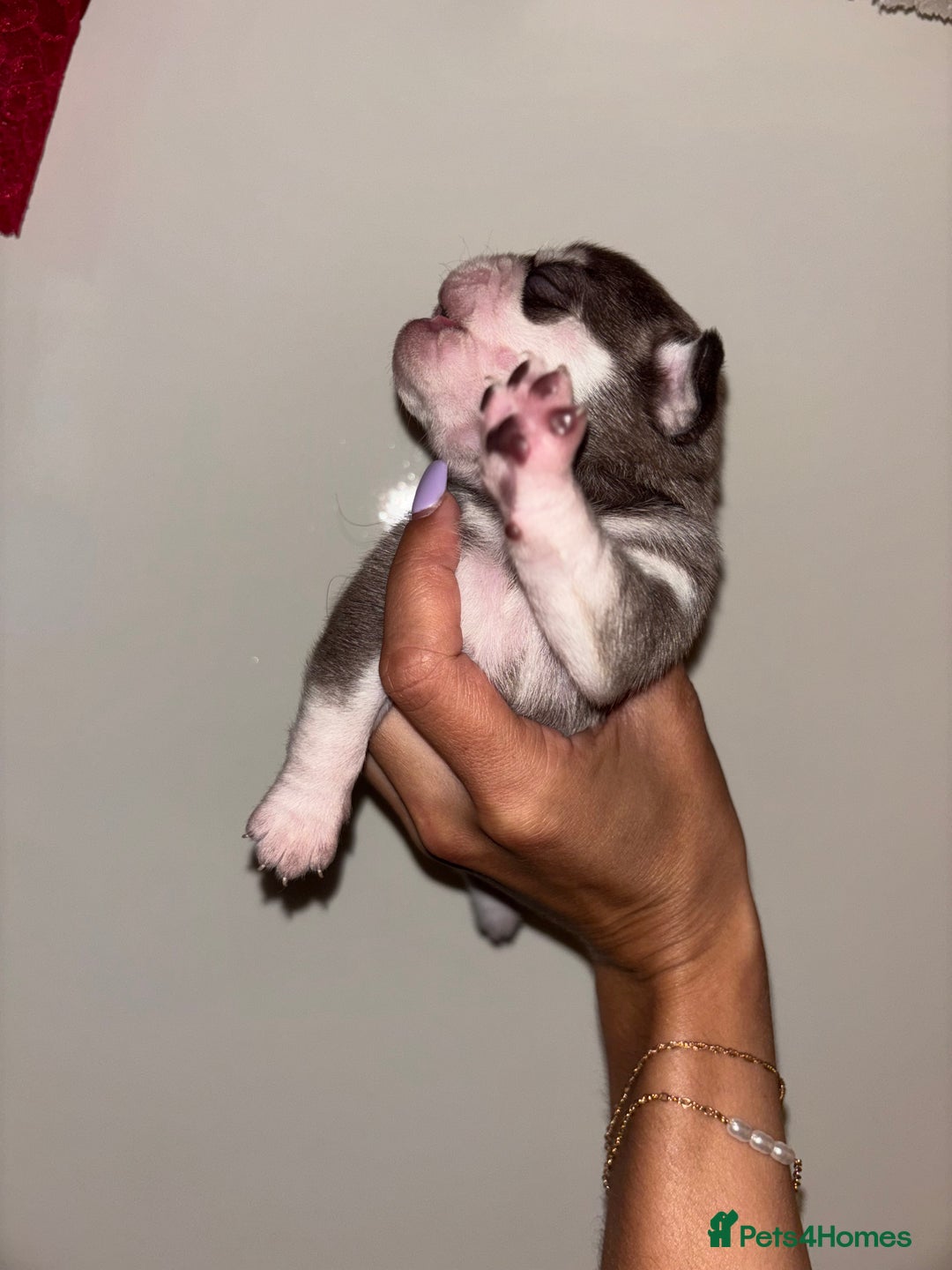 Pug dogs for sale: Beautiful kc registered Pug puppies - Image 24