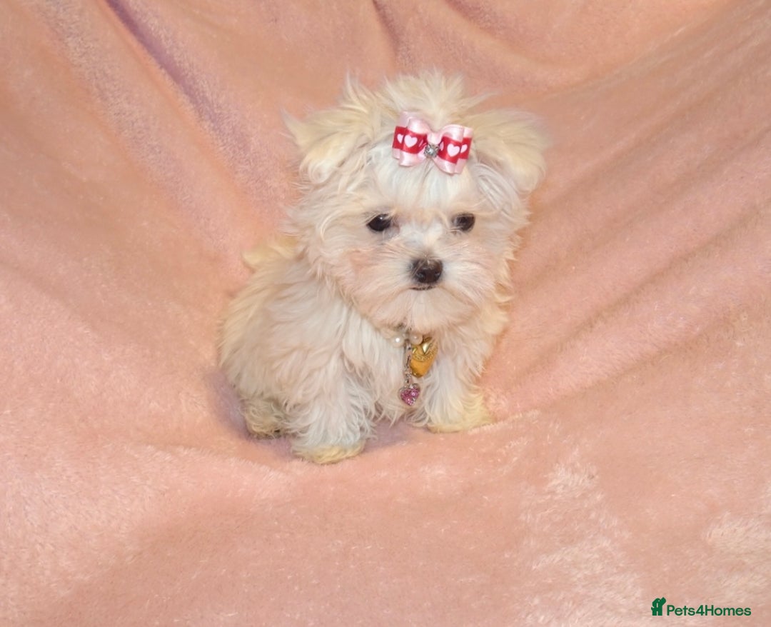 Maltese dogs for sale: XXXX **  Exquisite KC Registered Maltese Boy Puppy - Advert 5