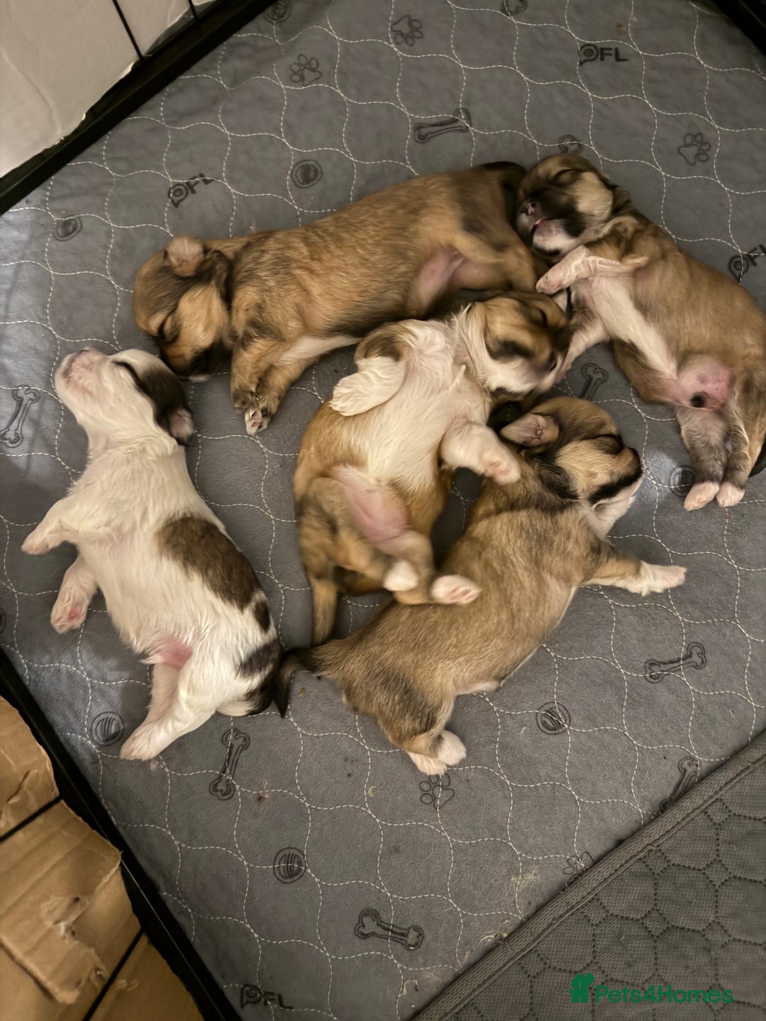Lhasa Apso dogs for sale: 6 beautiful Lhasa apsos  - Image 1