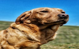 Labrador Retriever dogs for sale: Kc reg fox red Labradors  - Advert 14