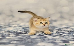 Scottish Fold cats for sale: Excellent Scottish fold kittens  - Image 13