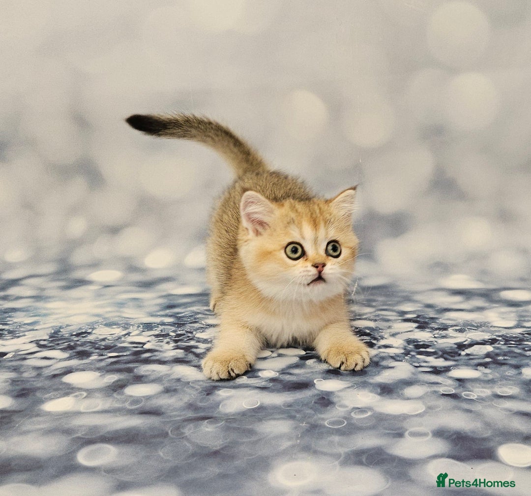 Scottish Fold cats for sale: Excellent Scottish fold kittens  - Image 13