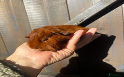 Guinea Pig rodents for sale: Guinea pigs - Image 7