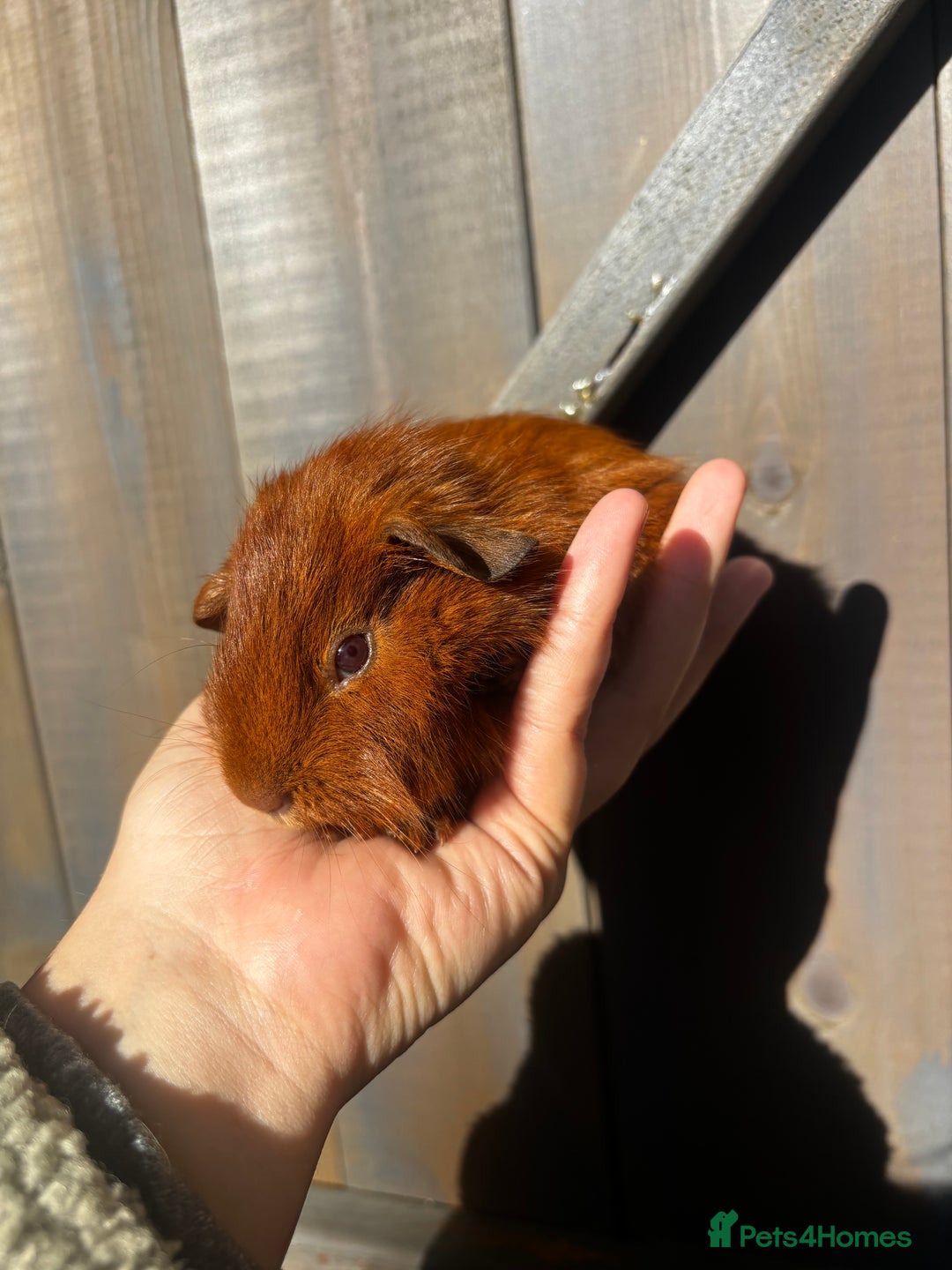 Guinea Pig rodents for sale: Guinea pigs - Image 7