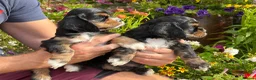 American Cocker Spaniel dogs for sale: Darling American Cocker babies - Advert 4