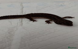 Leopard Gecko reptiles for sale: Three stunning leopard geckos for sale in Hinckley - Image 8