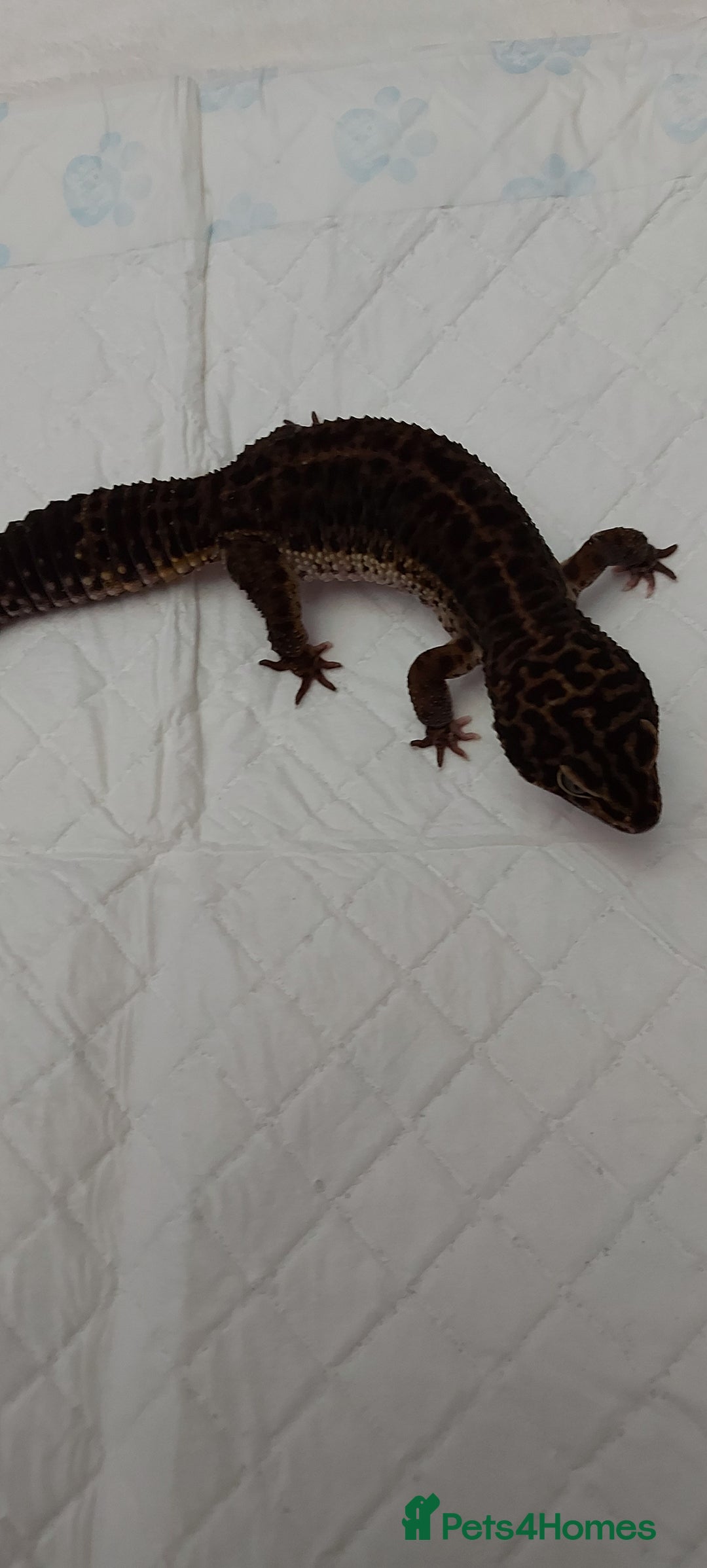 Leopard Gecko reptiles for sale: Three stunning leopard geckos for sale in Hinckley - Image 8