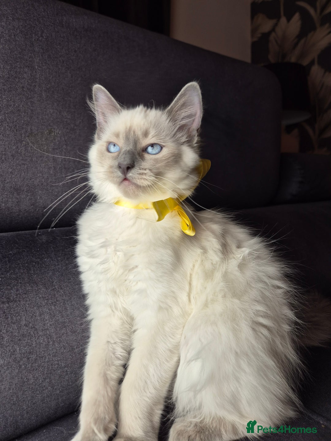 Ragdoll cats for sale: Purebred Ragdoll Kittens 13 Weeks 1 Male 3 Females - Advert 13