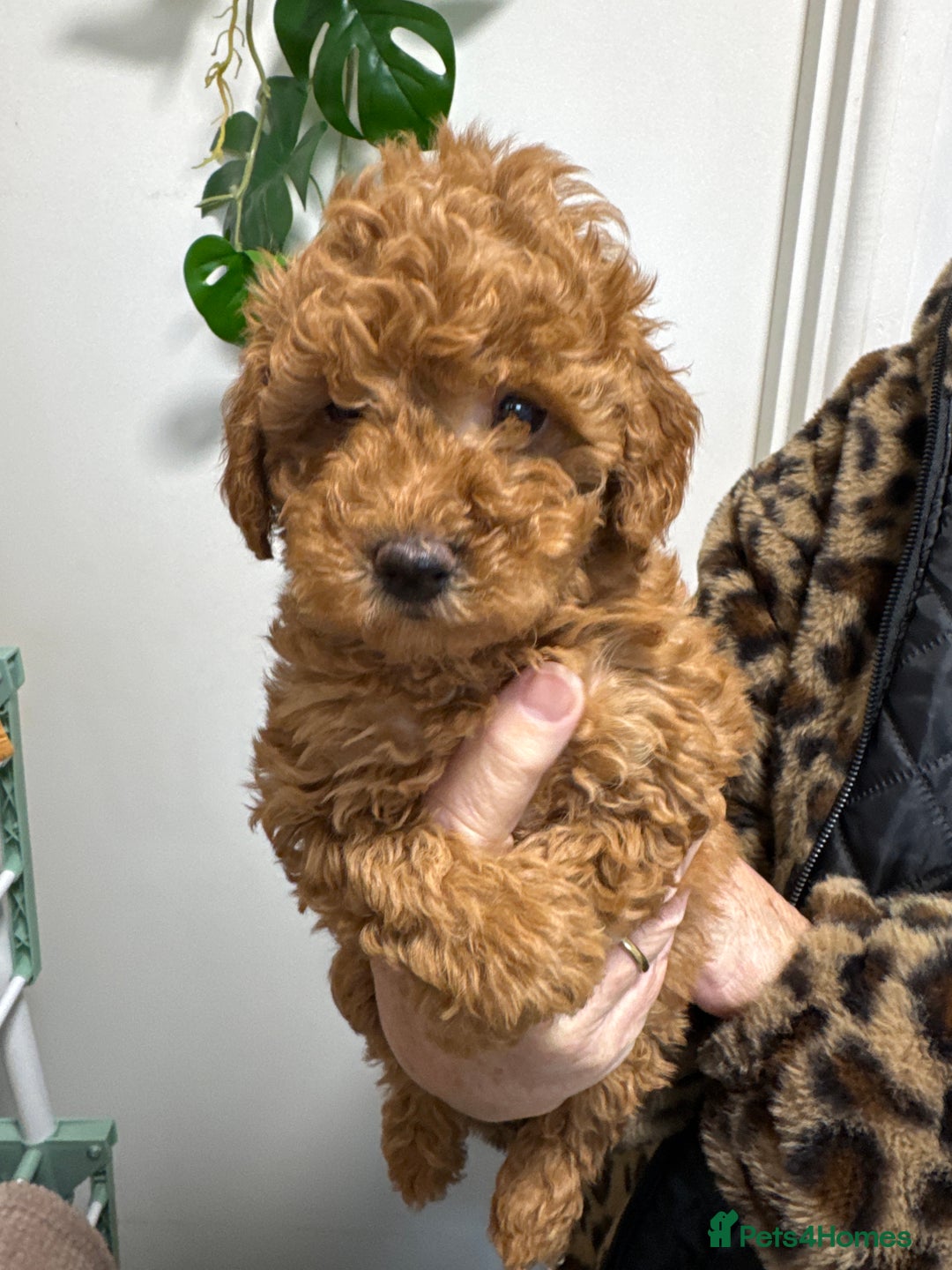 Mixed Breed dogs for sale: Miniature x Toy poodle puppies - Advert 7