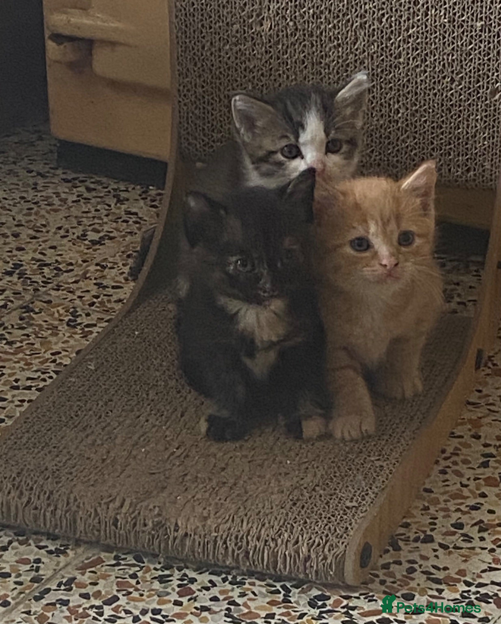 Mixed Breed cats Ready for New Adventures 🏠  - Advert 2
