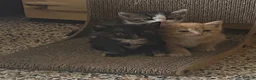 Mixed Breed cats for sale: Ready for New Adventures 🏠  - Advert 2