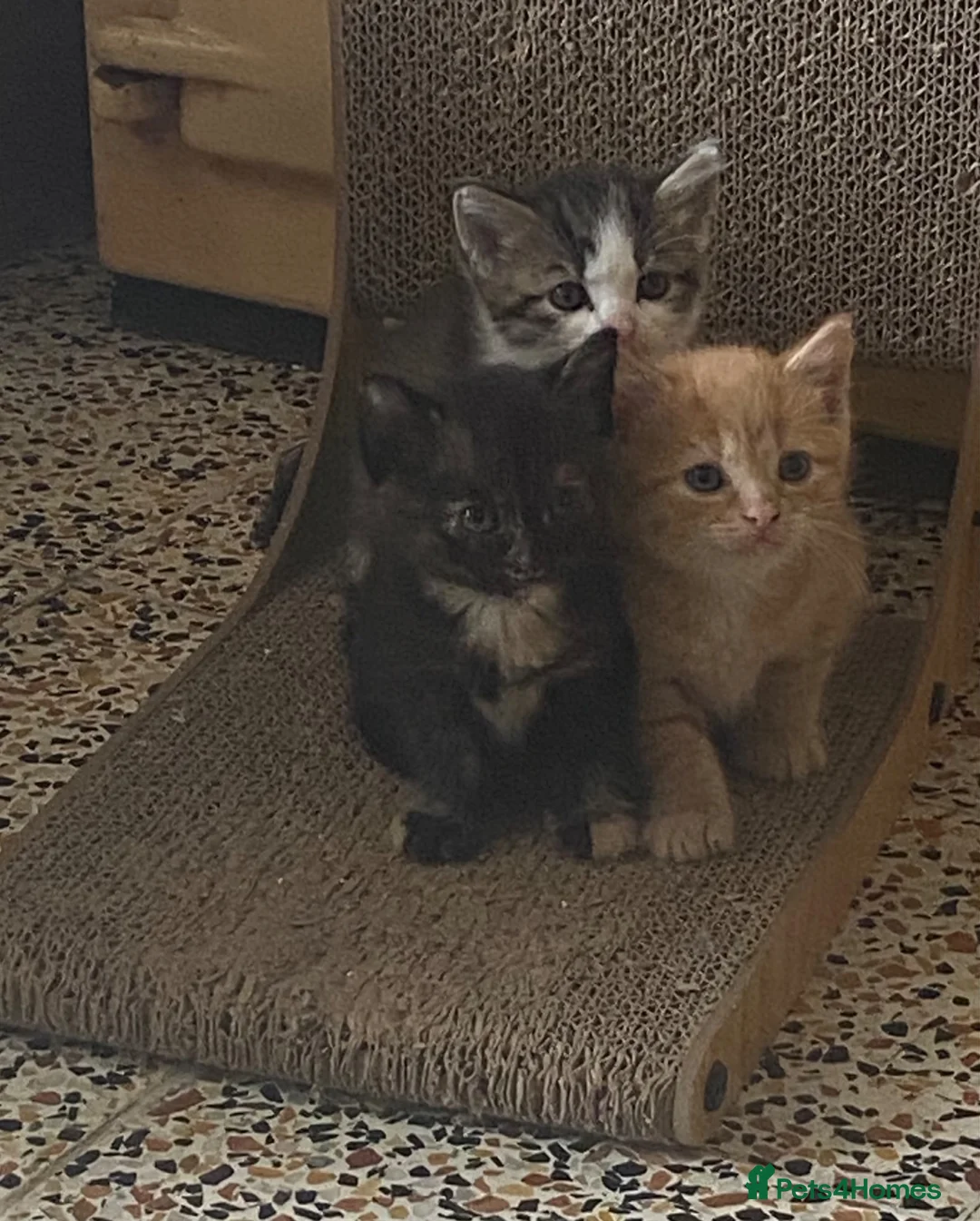 Mixed Breed cats for sale: Ready for New Adventures 🏠  - Advert 2