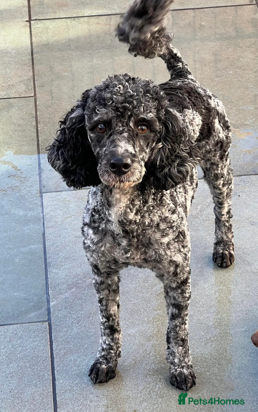 Cockapoo dogs for sale: Outstanding f1 cockapoo puppies  - Advert 11