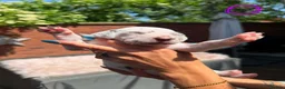 Dalmatian dogs for sale: Stunning Litter of Dalmations - Advert 16