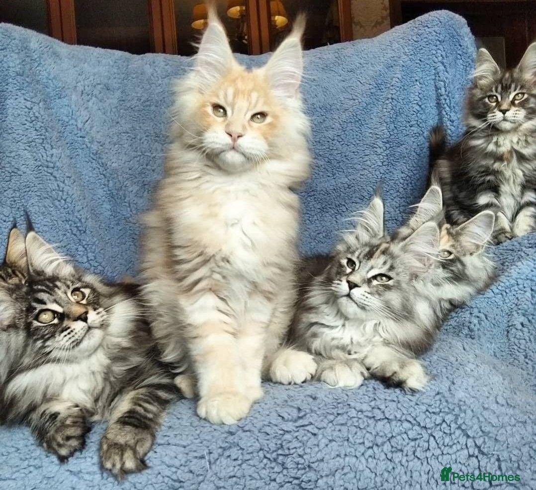 Maine Coon cats Beautiful Maine Coon Kitten - Advert 5